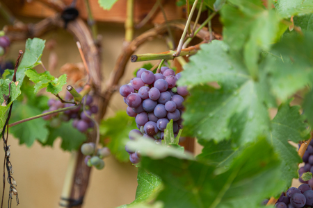 Weintraube mit Blättern
