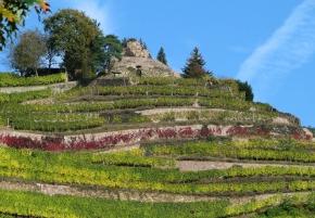 Weingut DREI HERREN, Radebeul