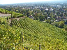 Weinberg Weinberg in Radebeul