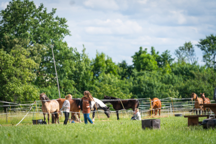 Pferde Pferde beim Karl May Fest 2018